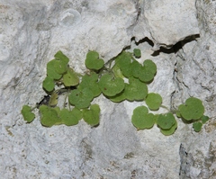 Cymbalaria
