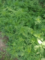 Ambrosia artemisiifolia
