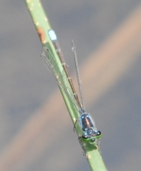 Ischnura damula