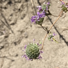 Monardella sinuata nigrescens