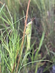 Aptenopedes sphenarioides