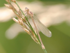 Lestes congener