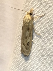 Occidentalia comptulatalis