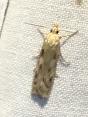 Occidentalia comptulatalis