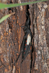 Microtomus luctuosus