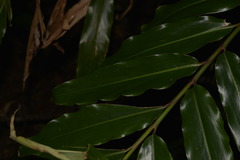 Alpinia arundelliana