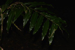 Alpinia arundelliana