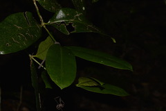 Baloghia inophylla