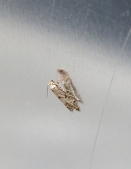 Blastobasis adustella