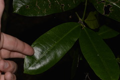 Baloghia inophylla