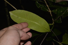 Baloghia inophylla