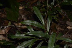 Beilschmiedia elliptica