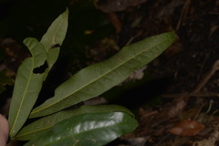 Beilschmiedia elliptica