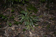 Beilschmiedia elliptica