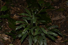 Beilschmiedia elliptica