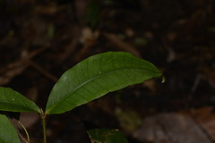 Melodinus australis