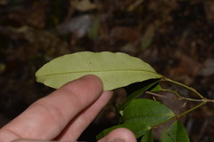 Melodinus australis