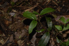 Melodinus australis