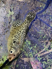Pomoxis