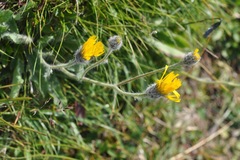 Hieracium villosum