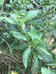 Lantana × hybrida