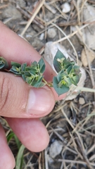 Euphorbia taurinensis