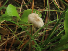 Marasmiellus tricolor