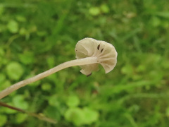 Marasmiellus tricolor