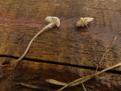 Marasmiellus tricolor