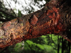 Pezicula eucrita