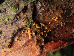Pezicula eucrita