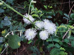 Mimosa malacophylla