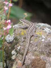 Podarcis siculus