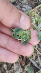 Euphorbia taurinensis