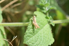 Acrididae