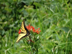 Papilio multicaudata