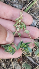 Euphorbia taurinensis