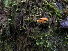 Galerina tibiicystis