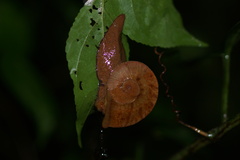 Parthena acutangula