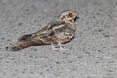 Caprimulgus ruficollis