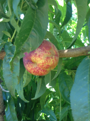 Prunus persica nucipersica