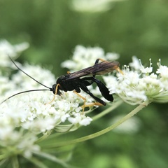 Exetastes suaveolens