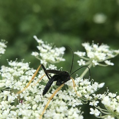 Exetastes suaveolens