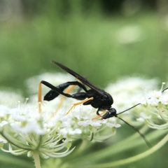 Exetastes suaveolens