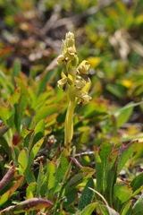 Chamorchis alpina