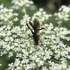 Exetastes suaveolens