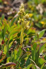 Chamorchis alpina
