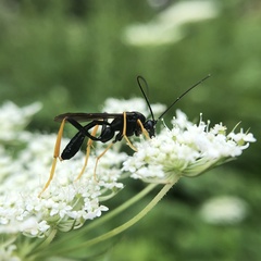 Exetastes suaveolens