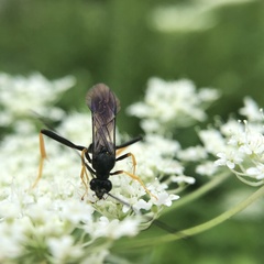 Exetastes suaveolens