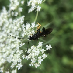 Exetastes suaveolens